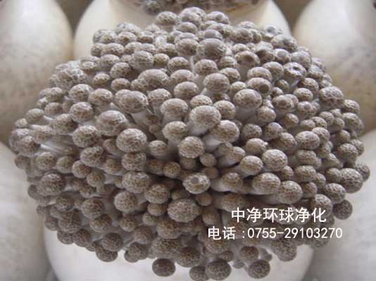 食用菌工廠 食用菌工廠