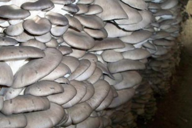 食用菌凈化車間原種、栽培種指標(biāo)